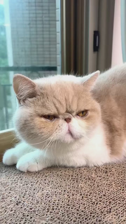 Stop Cat Hair From Taking Over Your Home